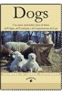 Dogs
