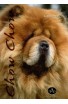 Chow Chow